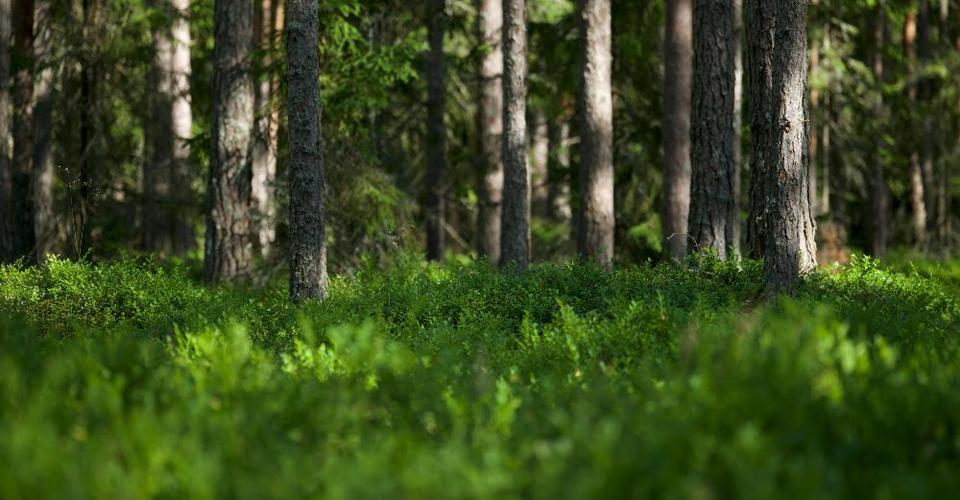 Cabot Hotels Cabot Hotels