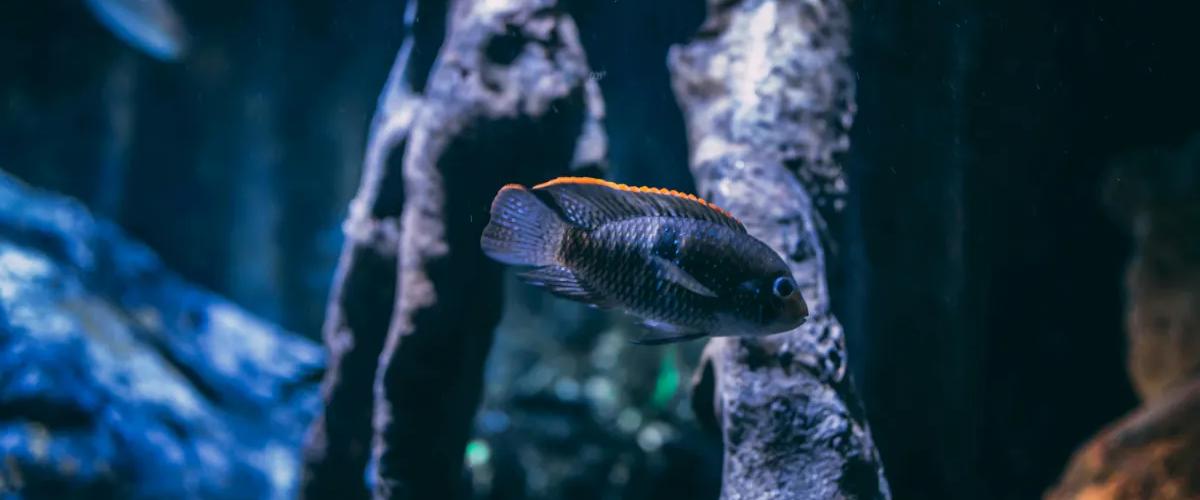 Palma Aquarium Die faszinierende Unterwasserwelt Cabot Hotels Palma Aquarium Die faszinierende Unterwasserwelt Cabot Hotels