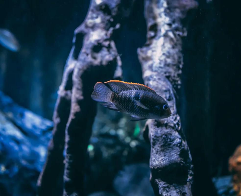 Playa de Palma Cabot Hotels Playa de Palma Cabot Hotels