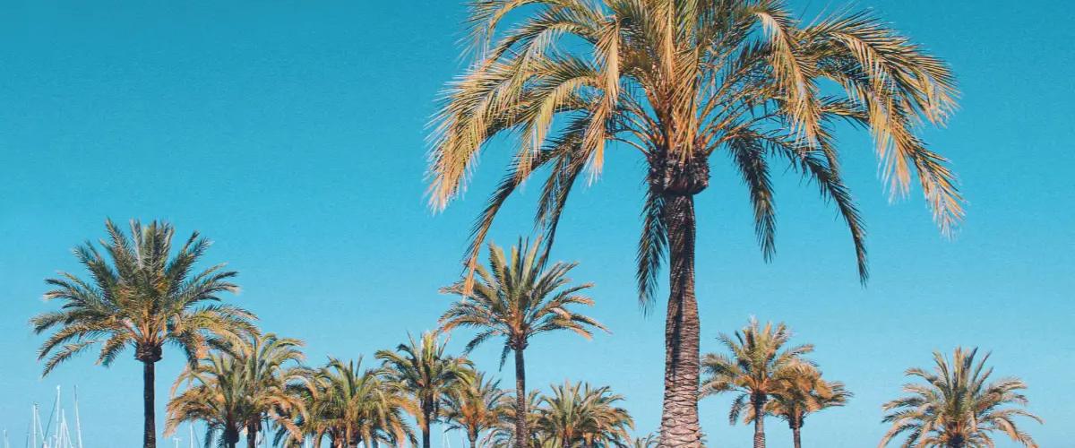 Strände von Formentor und Llenaire Goldener Sand und kristallklares Wasser Cabot Hotels Strände von Formentor und Llenaire Goldener Sand und kristallklares Wasser Cabot Hotels